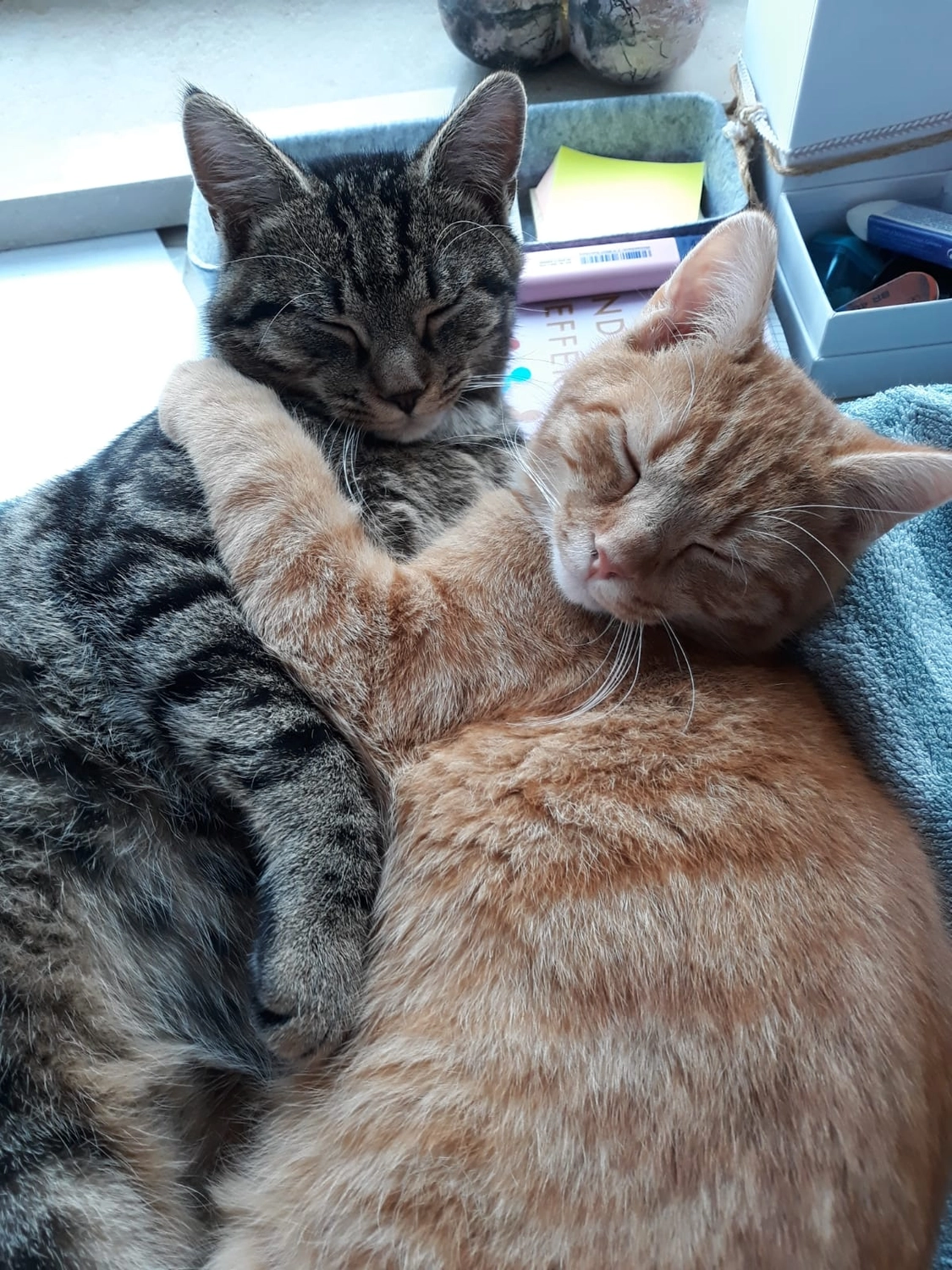 Katzenhilfe Radolfzell e.V. - Katzenrettungsverein - Katzen